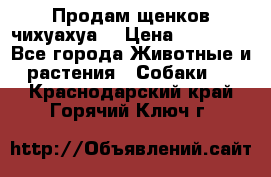 Продам щенков чихуахуа  › Цена ­ 10 000 - Все города Животные и растения » Собаки   . Краснодарский край,Горячий Ключ г.